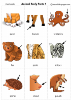 Animal Body 3.pdf
